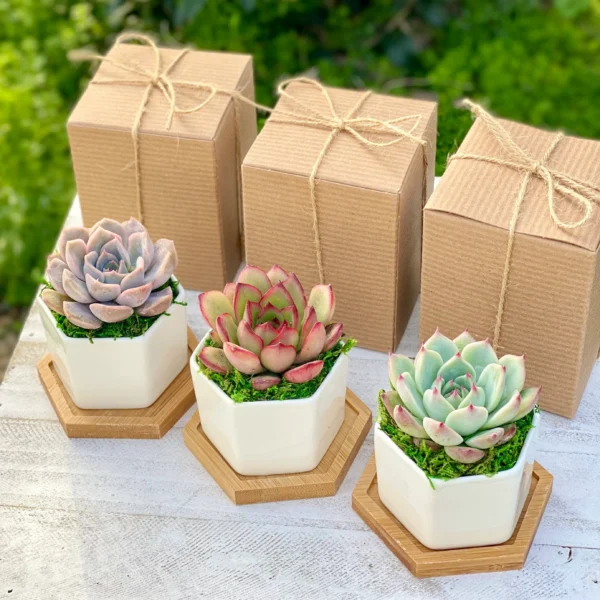 Plant Eco-Friendly Employee Thank You Present
